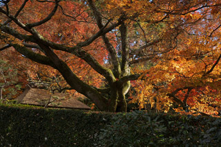 188 白沙村荘・哲学の道