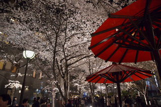 232 祇園白川宵桜