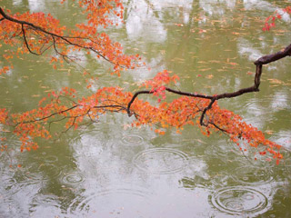 290 奈良公園 秋雨散策