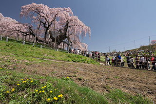 401 三春 滝桜