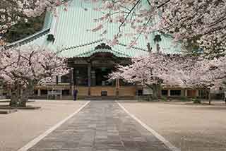 442 鎌倉 光明寺の春
