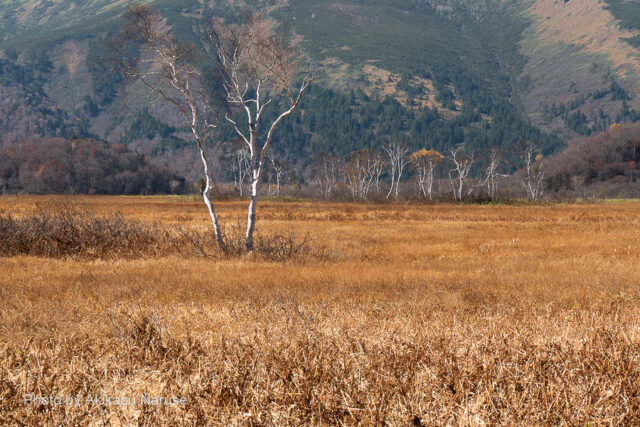 Ozegahara: Wetland grass autumn leaves landscape.