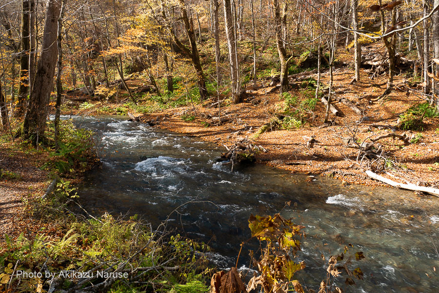 479:Oirase mountain stream, walk from Isigedo to Choshi-Otaki(Choshi fall) in late Autumn