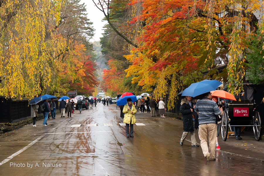 481:Kakunodate samurai residence walk in autumn rain 481:Kakunodate samurai residence walk in autumn rain