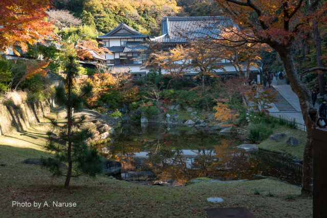 Engakuji: "Myokochi" pond.
