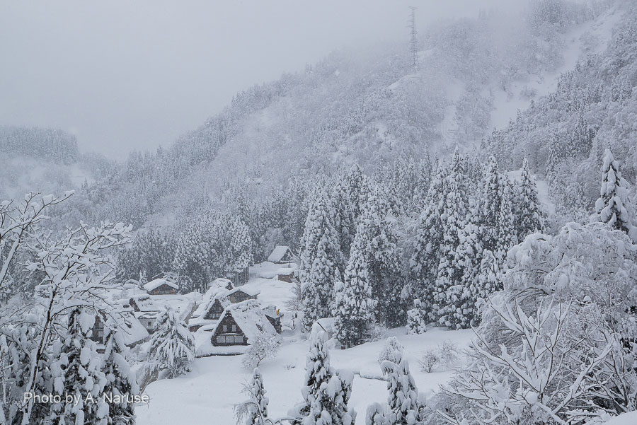 Ainokura Village: A view of the Gassho Village from the observatory shooting spot. It can see the avalanche prevention forest behind the village